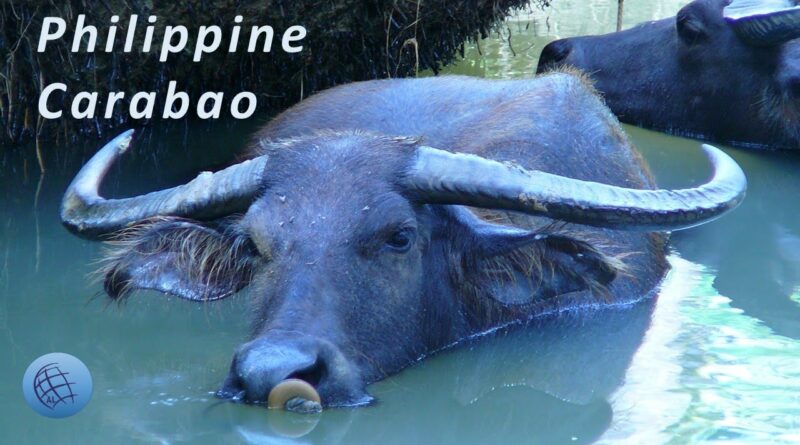 Philippinisches Carabao Logo